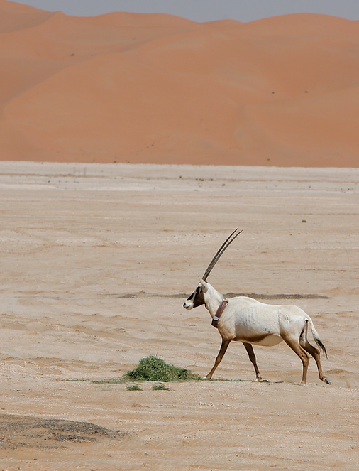 7296_Arabian Oryx hje-59537.tif